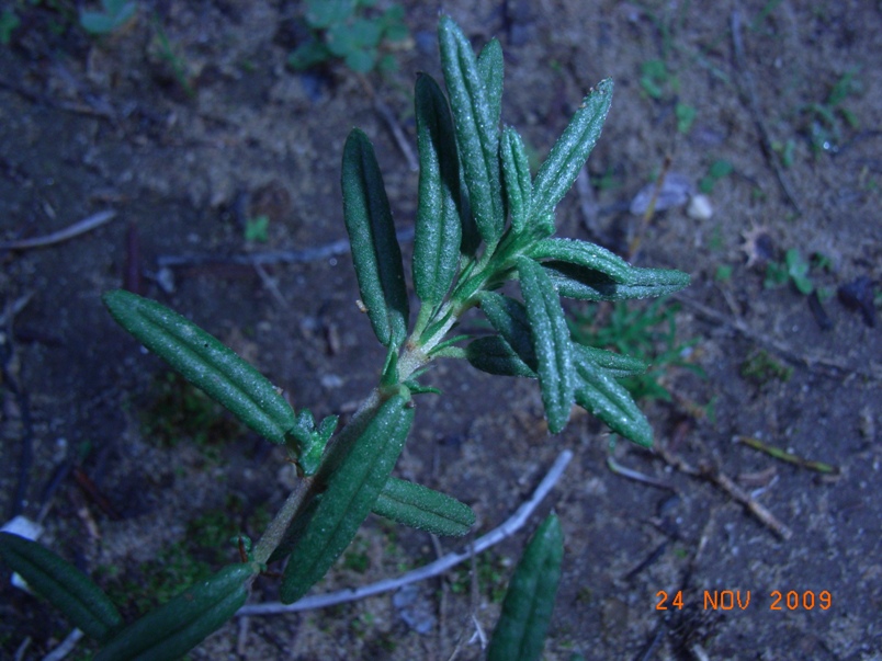 Helianthemum jonium